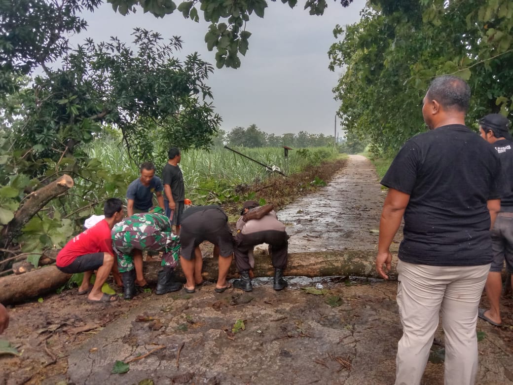 Evakuasi pohon tumbang akibat angin kencang di Sragen Jawa Tengah (BeritaNasional/BNPB)