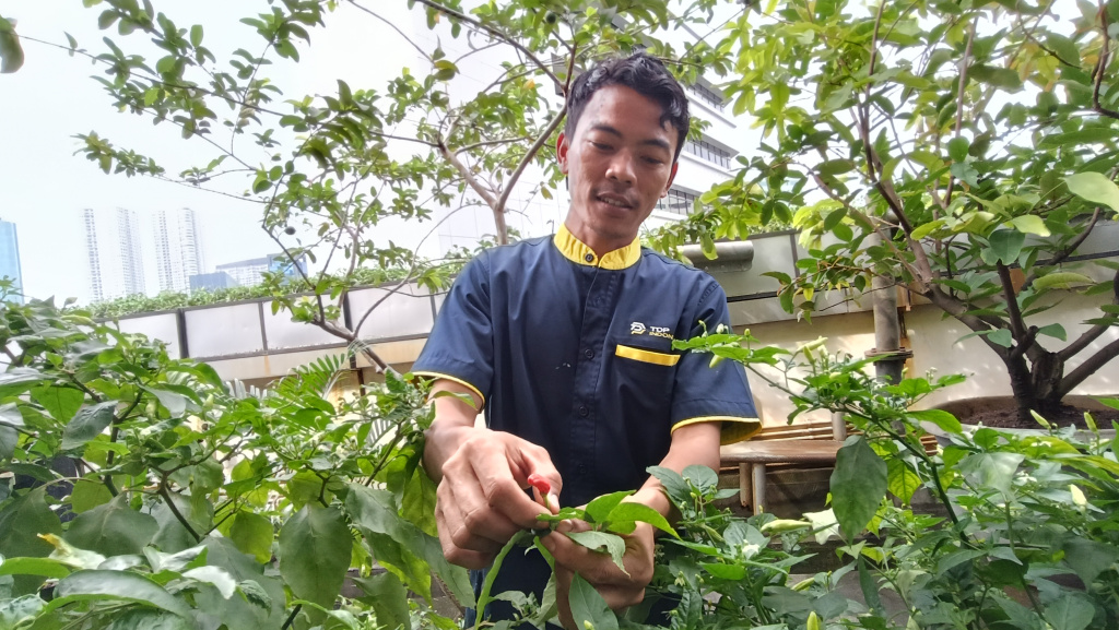 Petugas memetik cabai di lahan kebun cabai pertanian perkotaan, di atap gedung Kementerian Kesehatan,Jakarta, Jumat (21/2/2025).  (Beritanasional.com/Oke Atmaja)