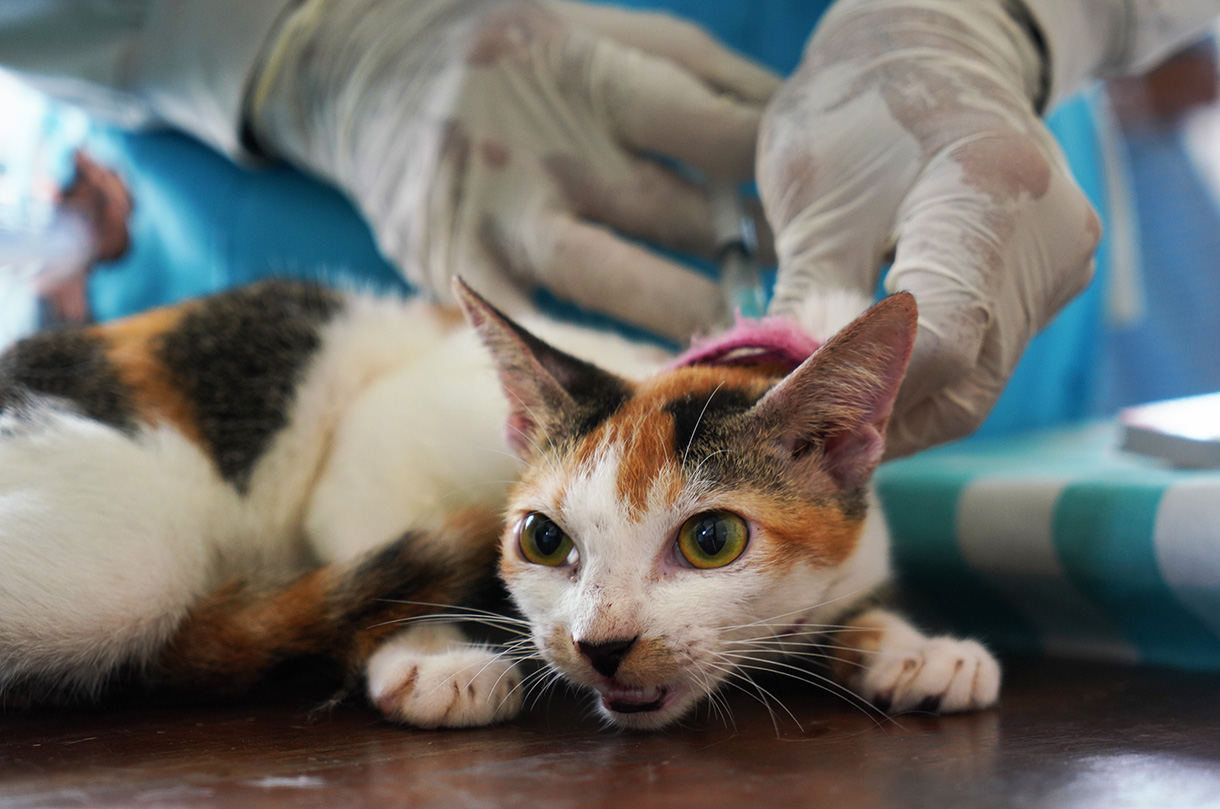 Petugas Suku Dinas Ketahanan Pangan, Kelautan dan Pertanian Jakarta Pusat menyuntikan vaksin rabies gratis kepada kucing milik warga di Jalan Gelora IX, Tanah Abang, Jakarta, Jumat (14/2/2025).  (Beritanasional.com/Oke Atmaja)