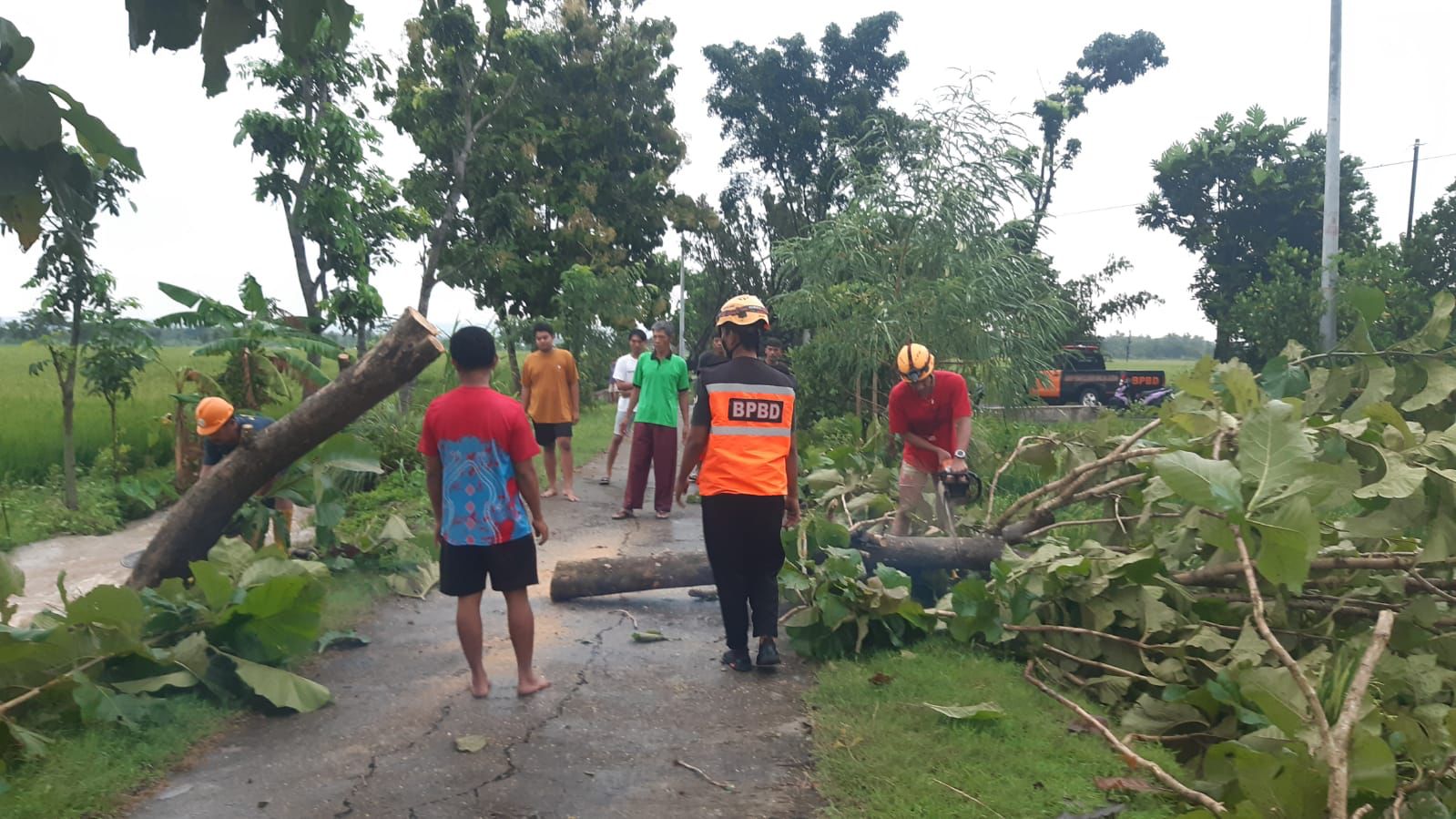 Pohon tumbang akibat angin kencang di Sragen (BeritaNasional/BNPB)