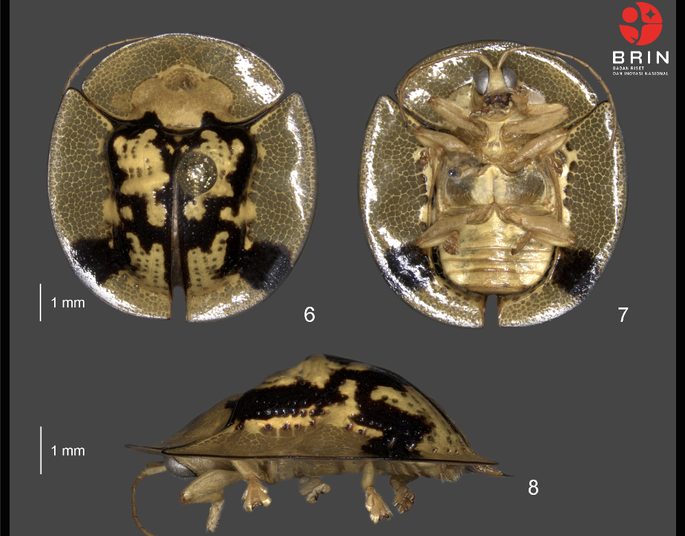 Kumbang kura-kura dari Sulawesi. (Foto/BRIN)