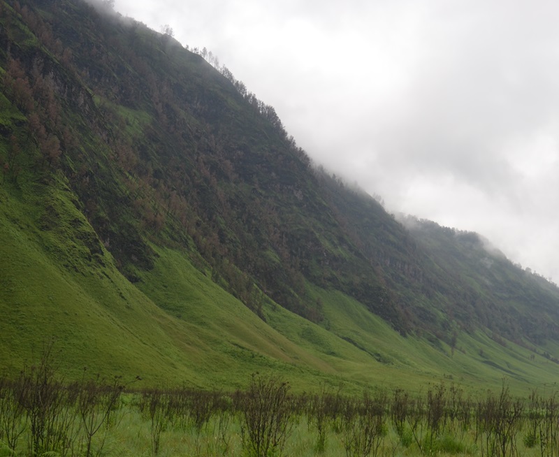 Di Bromo ada ladang ganja (Beritanasional/Meta)