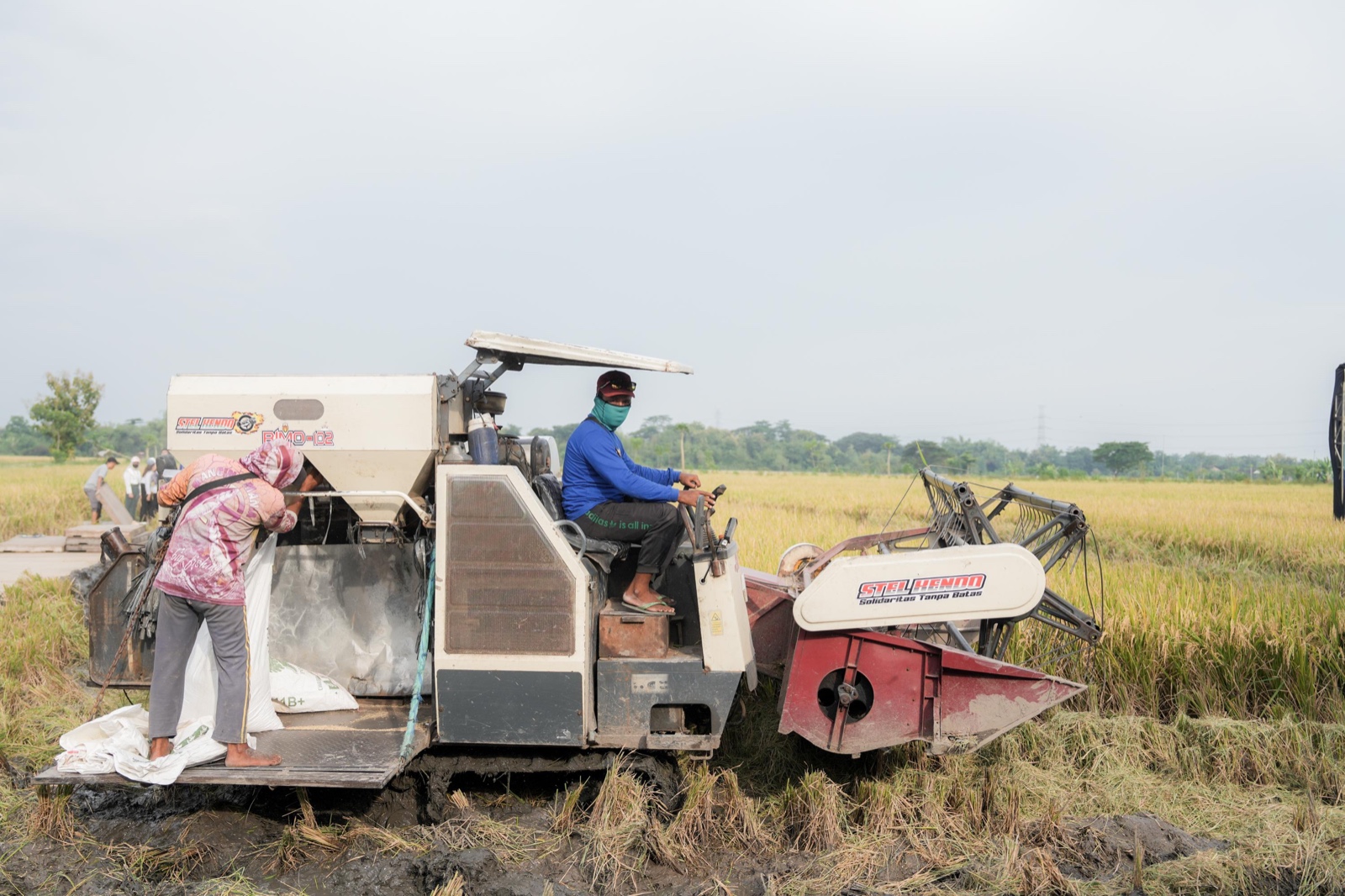 Perum Bulog menggelar panen raya di Klaten, Jawa Tengah, Jumat, 21 Maret 2025.  (Foto/PCO).