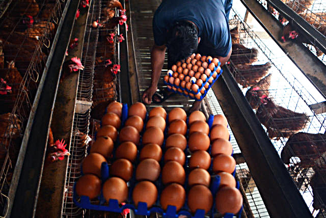 Peternak ayam petelur saat memanen hasil telur ayam ras di Bogor. (BeritaNasional/Elvis Sendouw)