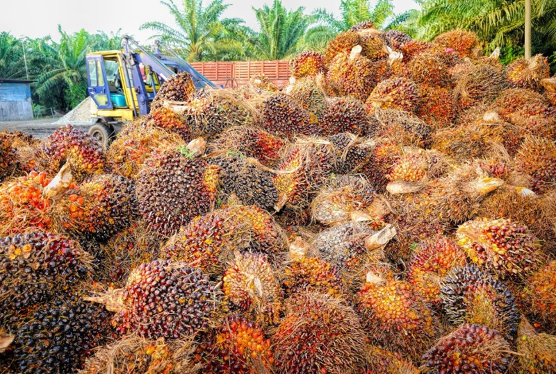 BPDP Optimalkan Teknologi Guna Wujudkan Industri Sawit Berkelanjutan Industri kelapa sawit (Foto/Pixabay)