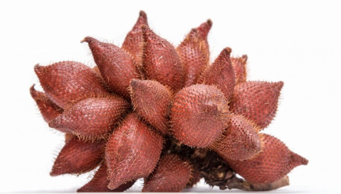 Ilustrasi salak Condet. (Foto/Freepik)