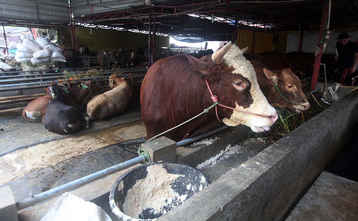 Sejumlah hewan kurban sapi asal Tabanan Bali di Pedagang Musimam Baba Farm Haji Dodo, Ciracas, Jakarta, Senin (26/5/2025).(Beritanasional.com/Oke Atmaja)