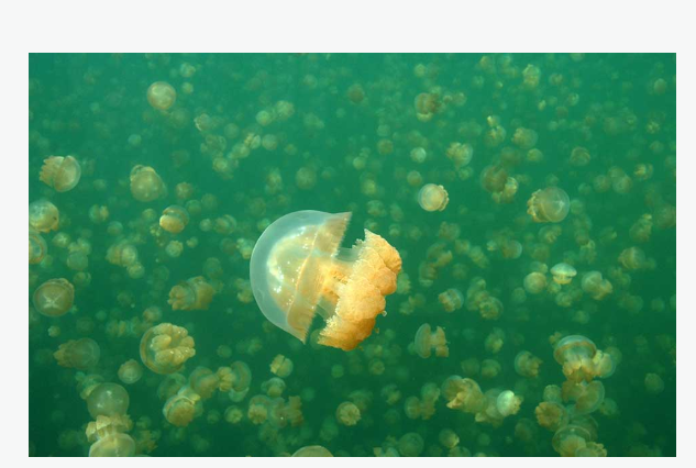 Danau Ubur-Ubur, yang juga dikenal sebagai Jellyfish Lake, merupakan salah satu tujuan wisata alam paling langka dan menarik di dunia. (Foto/CRRF)