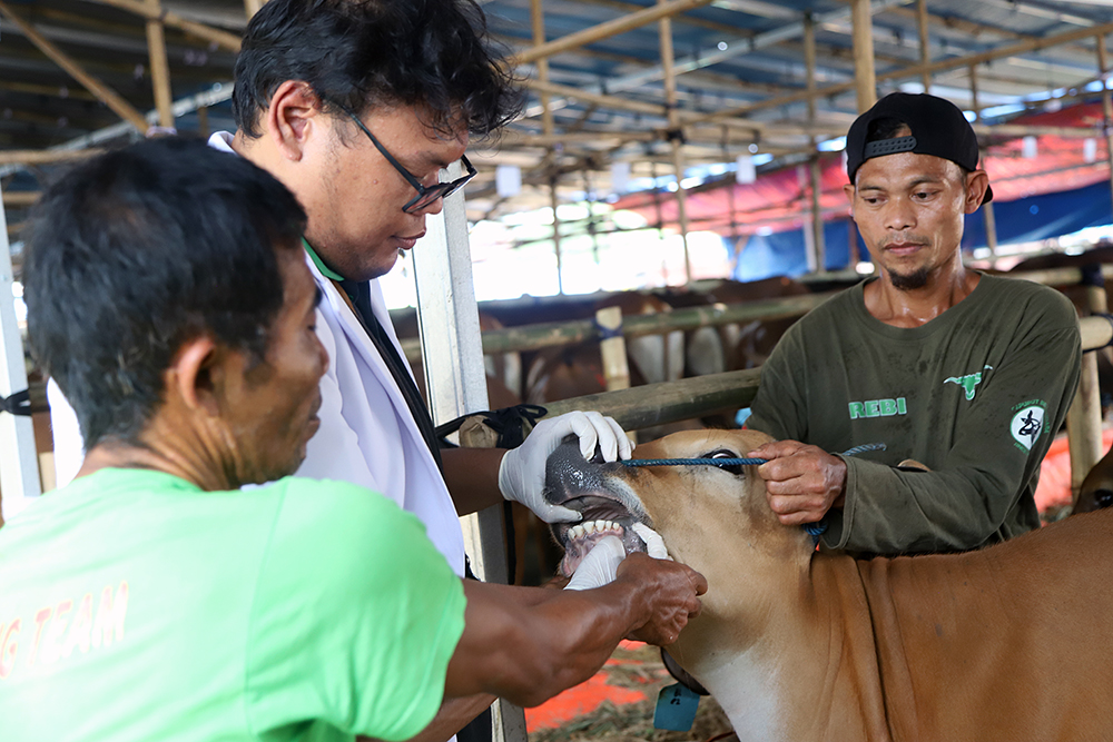 Dokter hewan memeriksa kesehatan sapi. (BeritaNasional/Elvis Sendouw)