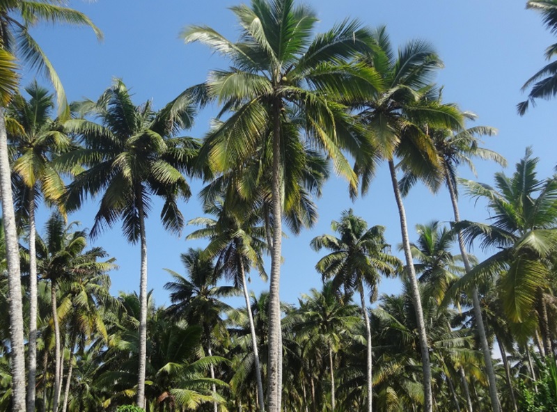 Ilustrasi kebun kelapa petani (Foto/Pixabay)