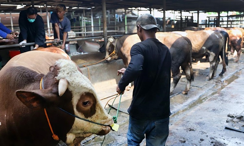 Hewan kurban untuk Idul Adha (Beritanasional/Elvis)