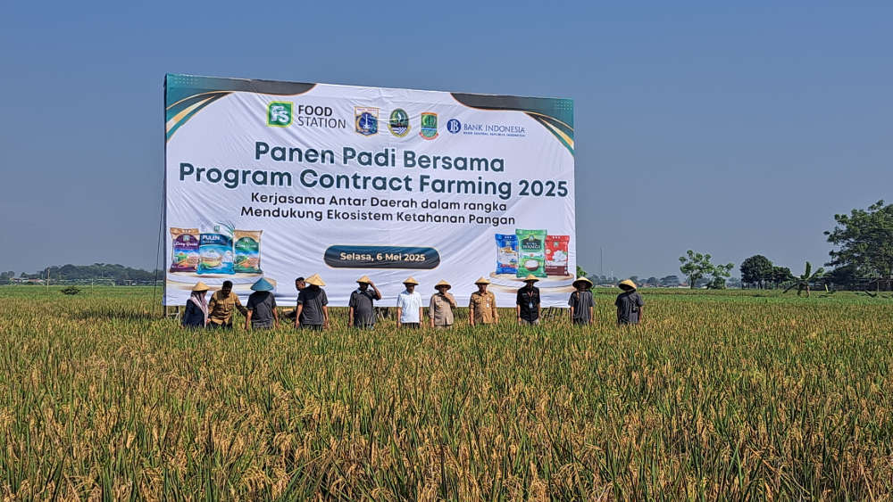 Pemprov Jakarta bekerja sama dengan Pemkab Karawang dalam bidang pangan saat panen padi pada Selasa (6/5/2025). (BeritaNasional/Lydia)