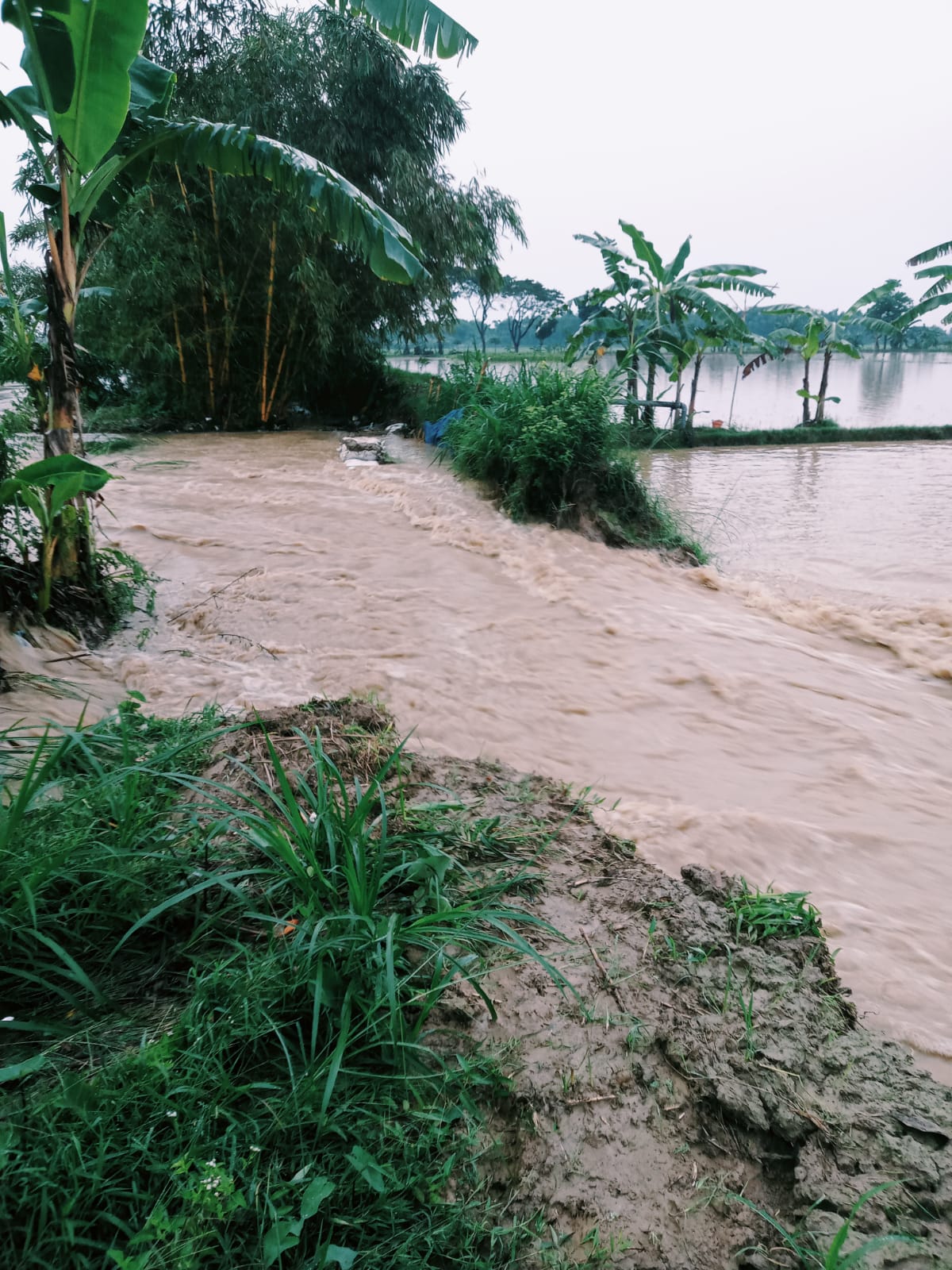 Banjir di Kabupaten Pati Jawa Tengah. (BeritaNasional/BNPB)