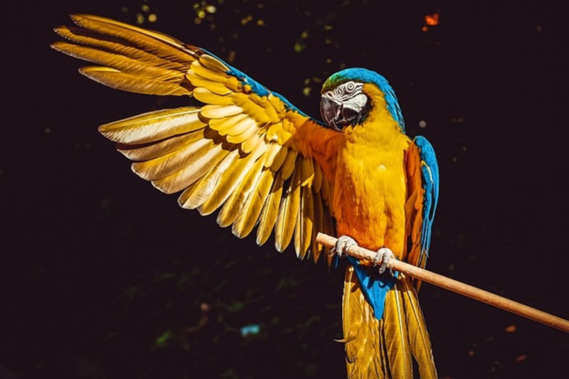 Ilustrasi konservasi burung (Foto/Pixabay)