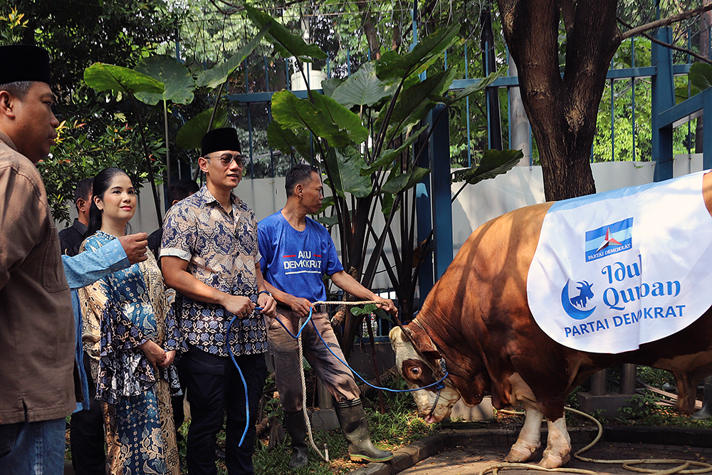 Sapi kurban seberat 1,2 ton ini diserahkan langsung oleh AHY kepada panitia untuk disembelih. (BeritaNasional/Elvis Sendouw)