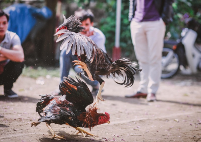 Ilustrasi sabung ayam (Foto/Pixabay)