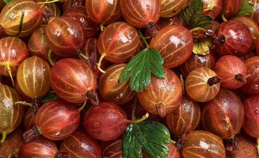 Ilustrasi buah pala. (Foto/Freepik)