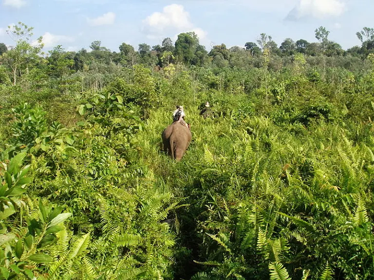 Kawasan Hutan Tesso Nilo Riau. (Foto/Istimewa)