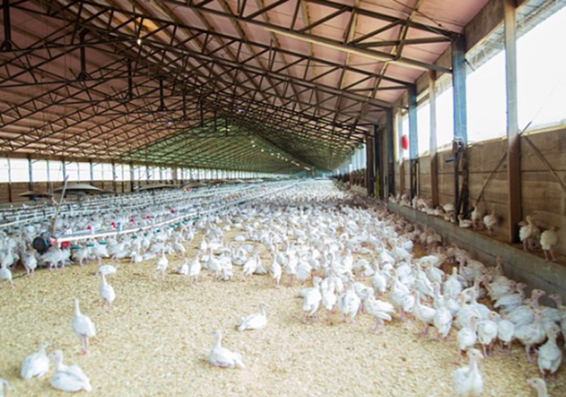 Pengembangan ayam lokal (Foto/Pixabay)