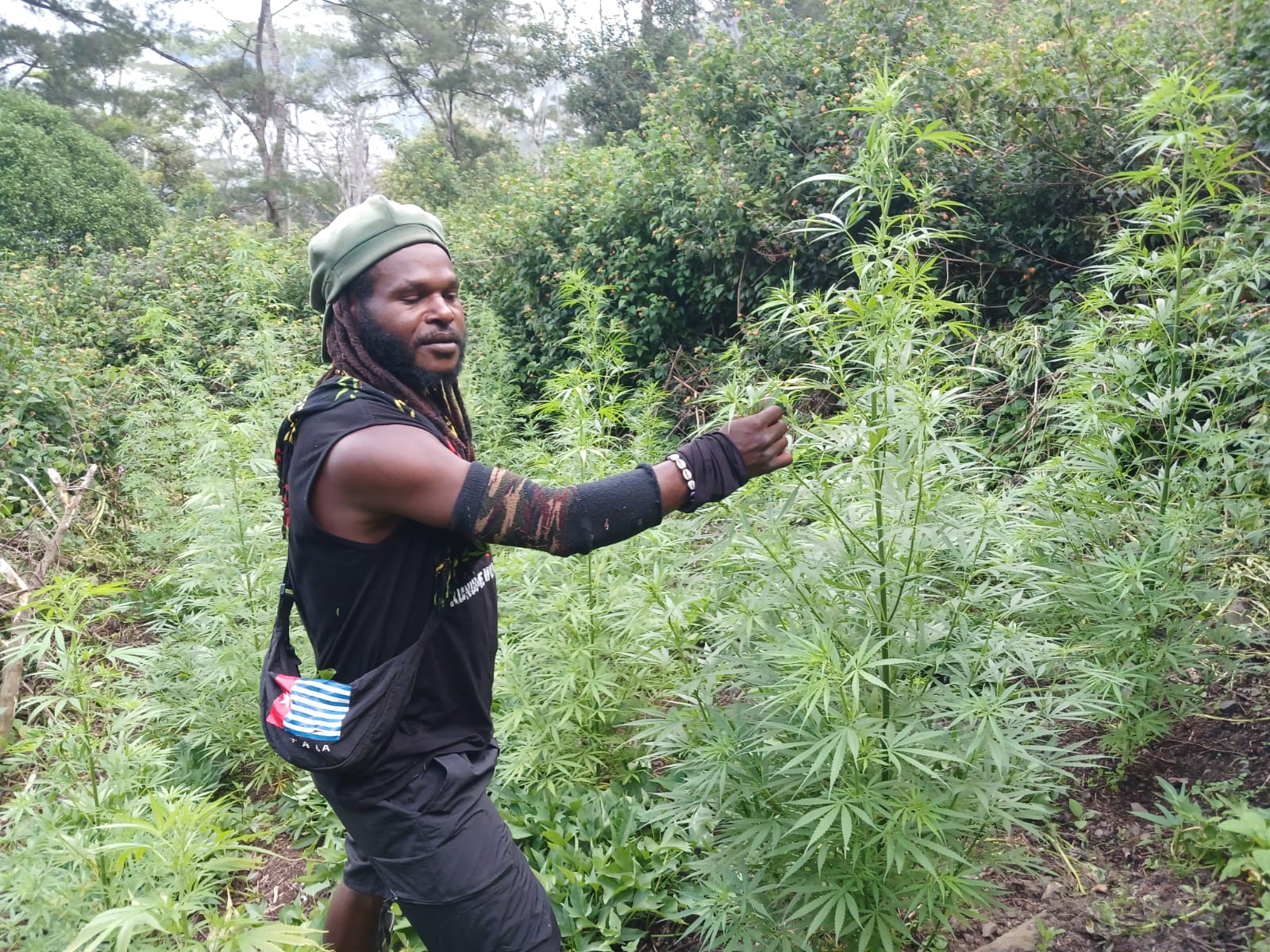 Ladang ganja diduga milik pimpinan KKB Egianus Kogoya (BeritaNasional/dok polri)