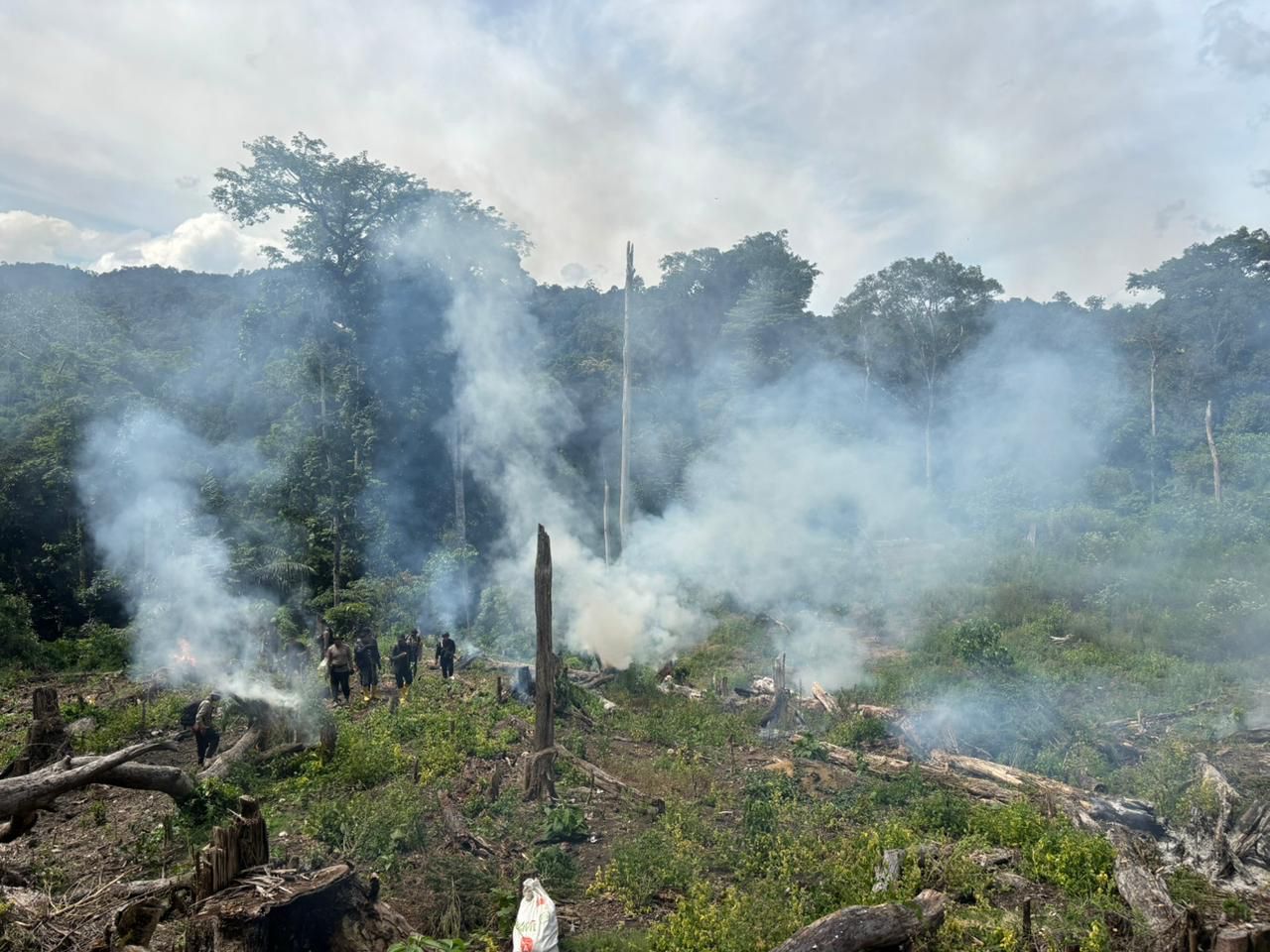 Bareskrim Bongkar Ladang Ganja 25 Hektare di Aceh, Beratnya sampai 180 Ton Ladang Ganja di Aceh. (Foto/Humas Polri)