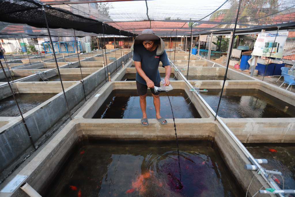Pembudidaya ikan Mas Koki (Goldfish) saat menggecek kondisi ikan di area pembudidayaan Goldfish Farm, Serpong, Tangerang Selatan, Banten, Sabtu (14/6/2025). (Beritanasional.com/Oke Atmaja)