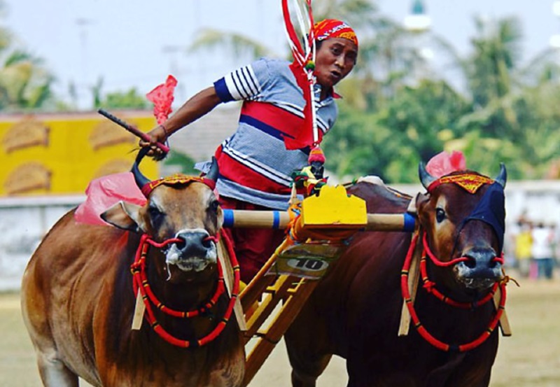 Pemkab Sumenep Terus Melestarikan Budaya Karapan Sapi Madura Ilustrasi karapan sapi madura (Foto/Instagram Karapan sapi madura)