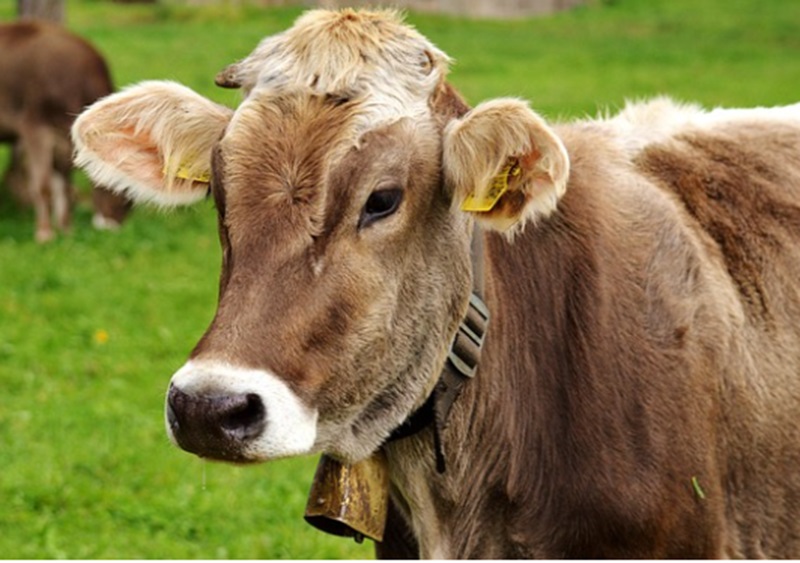 Ilustrasi sapi impor (Foto/Pixabay)
