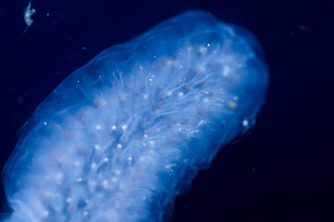 Plankton. (Foto/Florida University)
