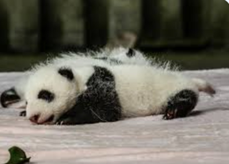 Bayi panda (Foto/Pixabay)