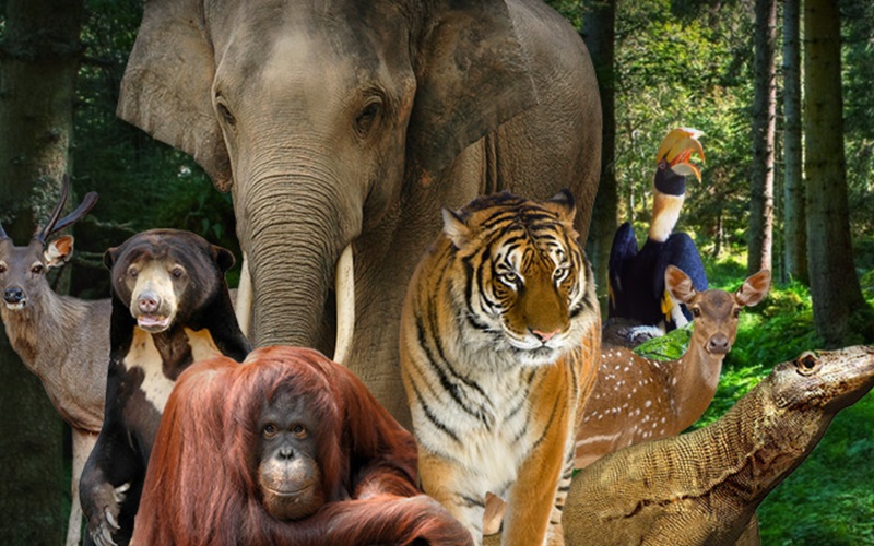 Ilustrasi  Taman Margasatwa Ragunan (Foto/Ragunan Zoo)