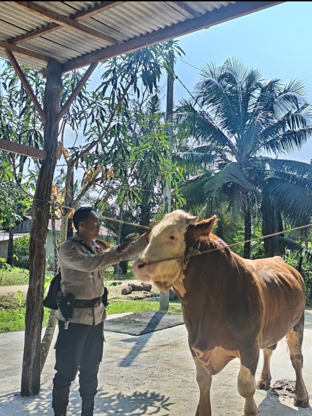 Sapi Remon milik Presiden Prabowo Subianto untuk kurban Idul Adha 2025 (BeritaNasional/Bachtiarudin Alam)