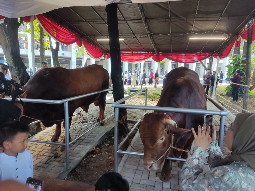 Sapi kurban Presiden dan Wakil Presiden Prabowo Subianto-Gibran Rakabuming Raka. (BeritaNasional/Ahda)