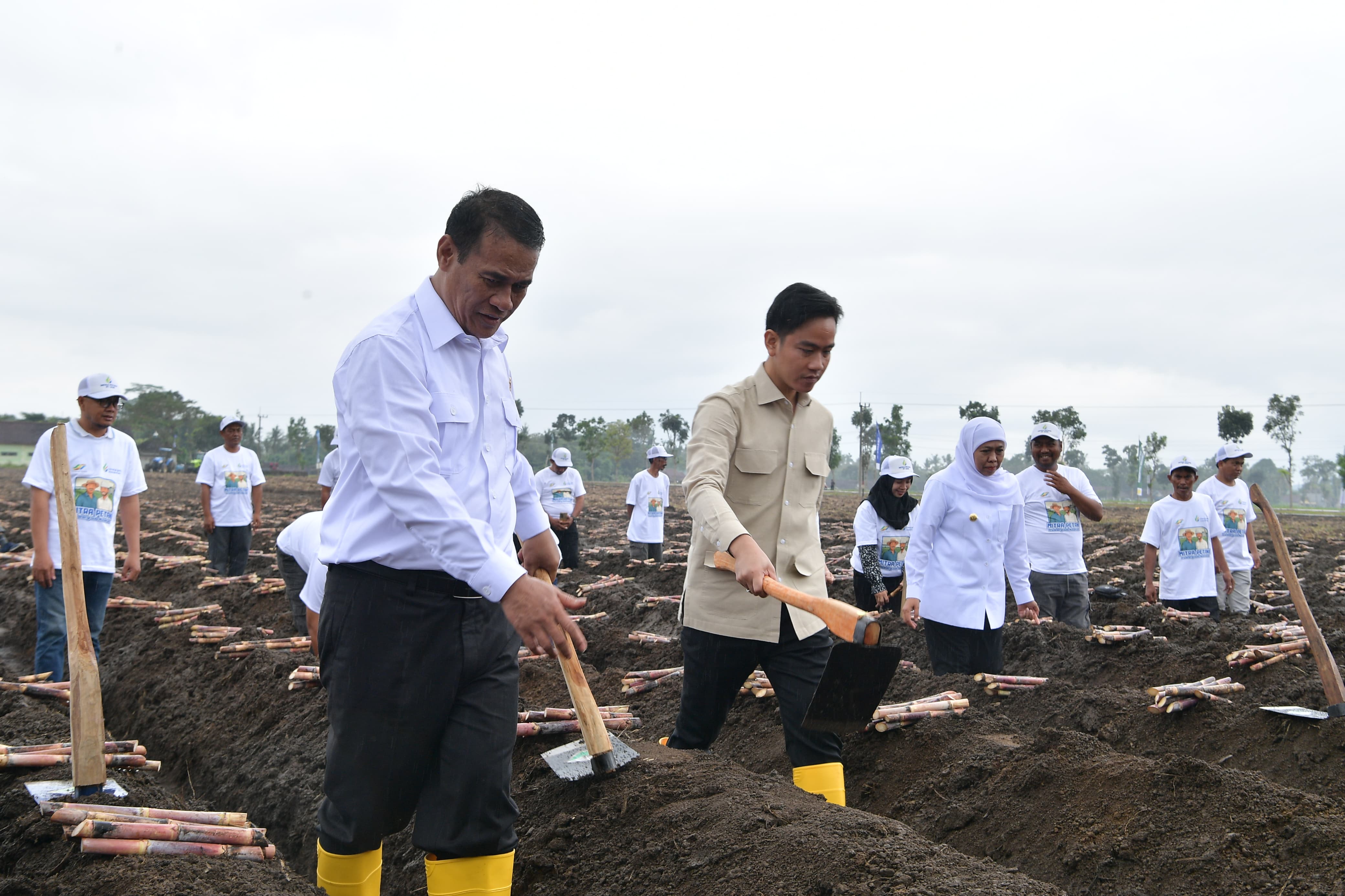 Wakil Presiden Gibran Rakabuming memberikan sambutan dalam kegiatan Panen Raya dan Tanam Tebu Perdana di Kebun Tebu Jolondoro, Banyuwangi. (BeritaNasional/Elvis Sendouw/HO Setwapres)