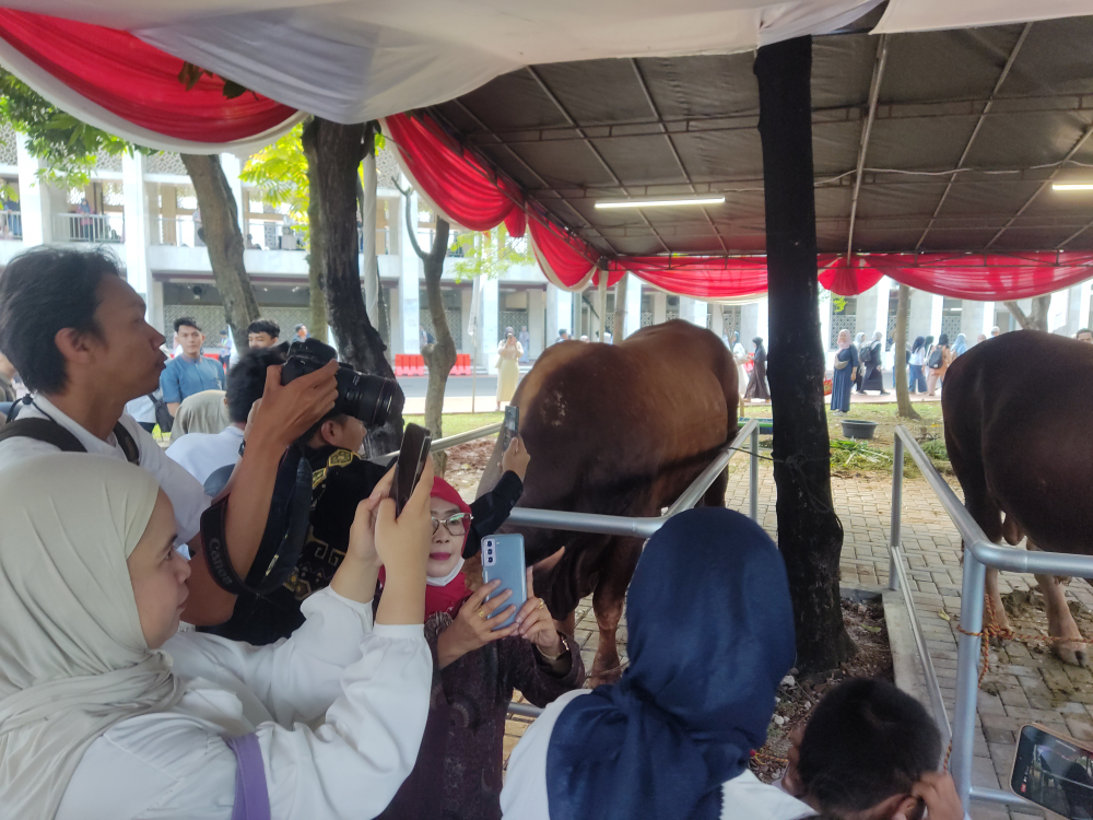 Warga berbondong-bondong berfoto bersama sapi kurban Presiden dan Wakil Presiden Prabowo Subianto-Gibran Rakabuming Raka. (BeritaNasional/Ahda)