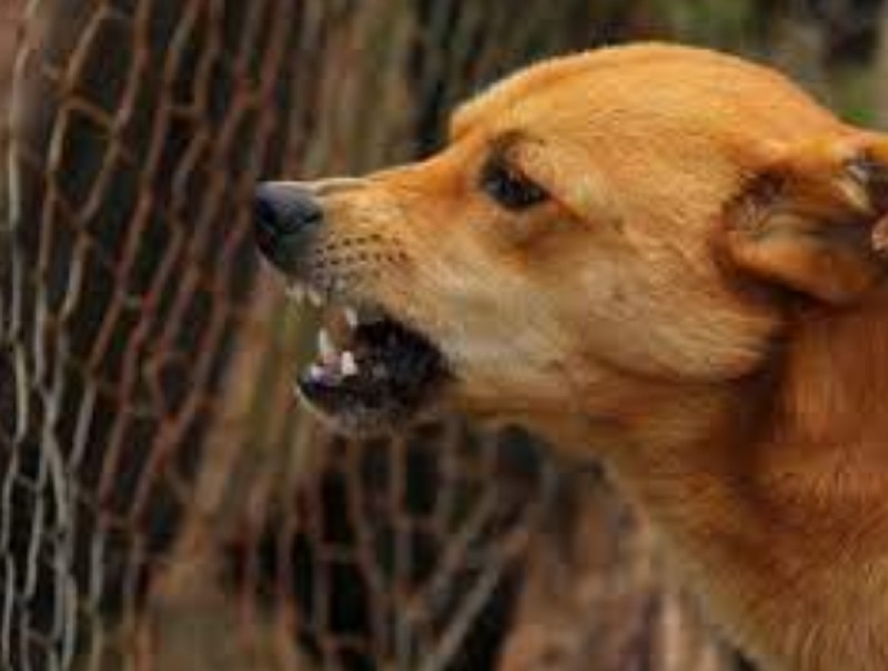 Hewan rabies berbahaya (Foto/Explore clarion)