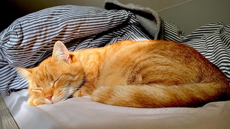 Tidur bersama hewan peliharaan (Foto/Pixabay)