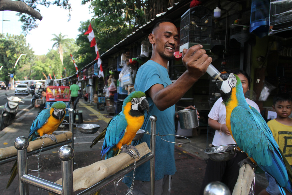 Pedagang melakukan perawatan burung kakatua di Pasar Hewan Barito, Jakarta Selatan, Selasa (8/7/2025).   (Beritanasional.com/Oke Atmaja)