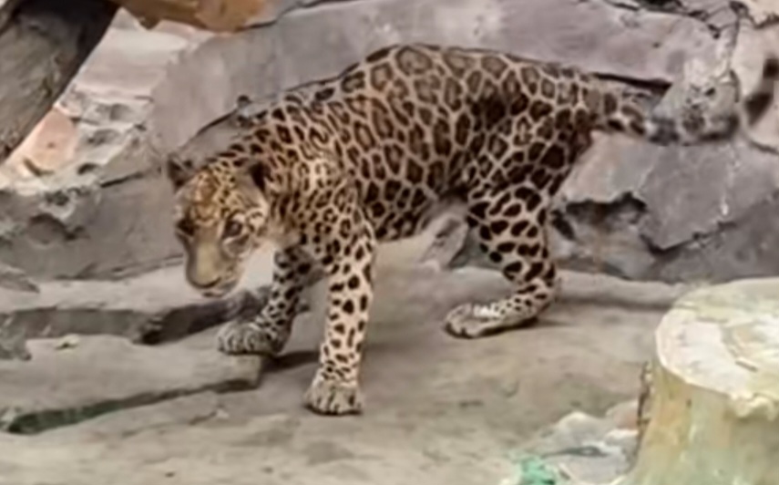 Penampakan jaguar di taman margasatwa Ragunan Jakarta. (BeritaNasional/tangkapan layar)