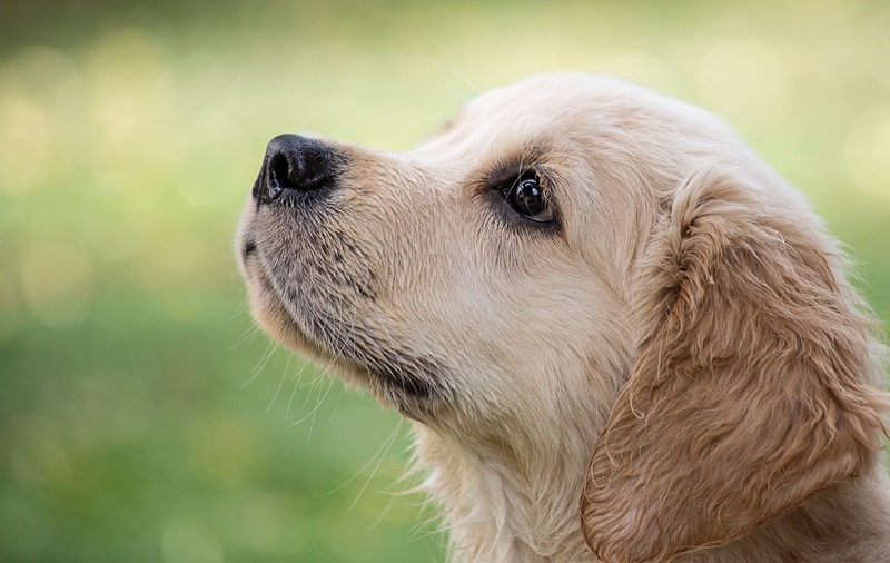 Cegah Rabies, Warga Diminta Tak Sembunyikan Hewannya untuk Divaksin Warga dilarang sembunyikan hewannya (Foto/Pixabay)