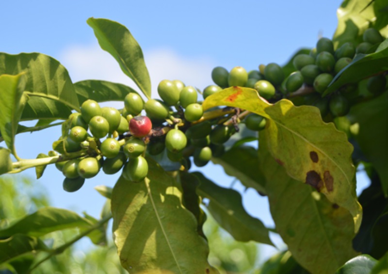 Ilustrasi kebun kopi untuk wisata (Foto/Pixabay)