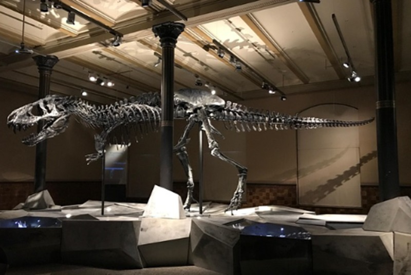 Ilustrasi fosil Tyrannosaurus (Foto/Pixabay)