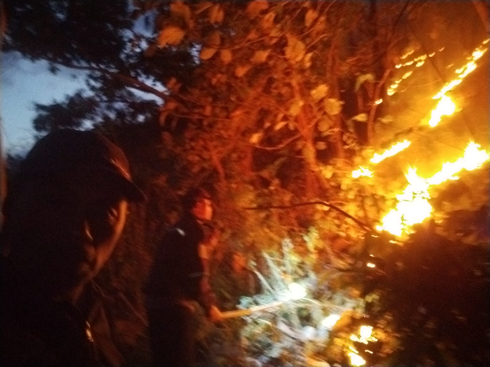 Perkembangan Situasi dan Penanganan Bencana, 27 Agustus 2025 Petugas memadamkan api yang melalap lahan di Situbondo Jawa Timur. (BeritaNasional/BNPB)