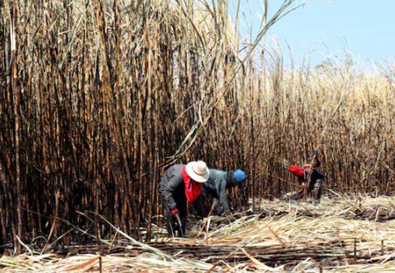 Petani Tebu Minta Pemerintah Perbaiki Tata Niaga Gula Nasional Ilustrasi petani tebu (Foto/Freepik)
