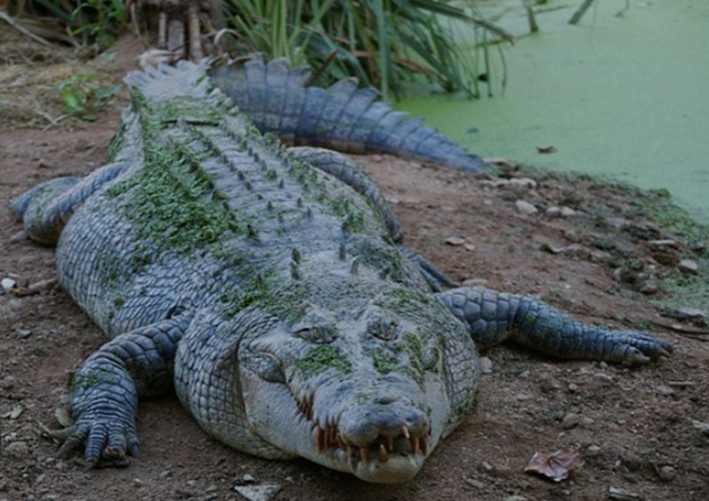 Ilustrasi buaya ganas (Foto/Pixabay)
