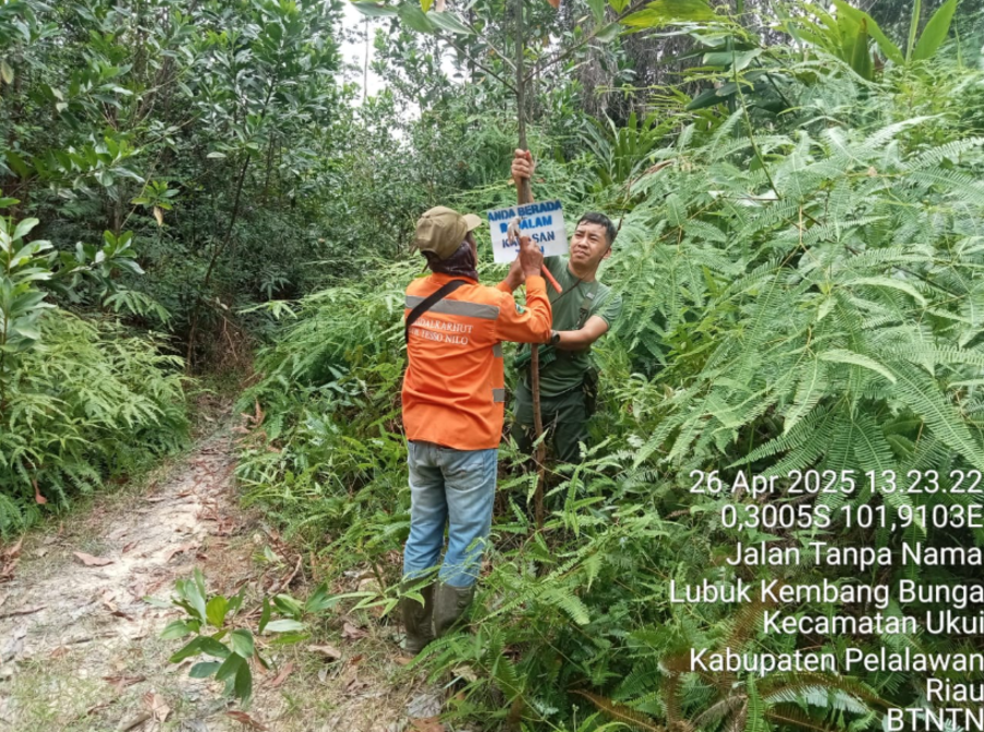 Satgas PKH Bantah Isu Pengusiran Paksa Warga dari Kawasan Tesso Nilo kawasan hutan Taman Nasional Tesso Nilo. (Foto/doc. tntessonil)