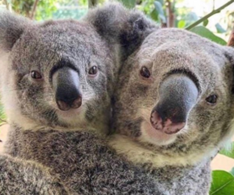Hewan koala (Foto/Pinterest)