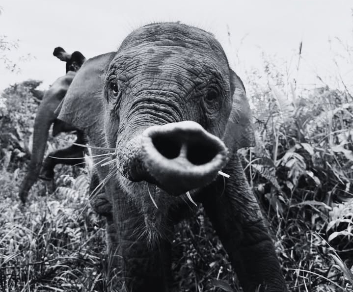 Duka TN Tesso Nilo atas Kematian Gajah Tari, Penyebab Masih Tunggu Hasil Lab Anak gajah TN Tesso Nilo Tari mati. Petugas TN tunggu hasil laboratorium. (BeritaNasional/istimewa)