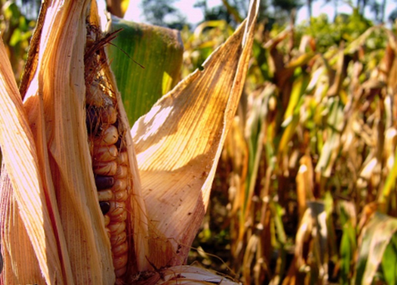 Produksi jagung (Foto/Pixabay)