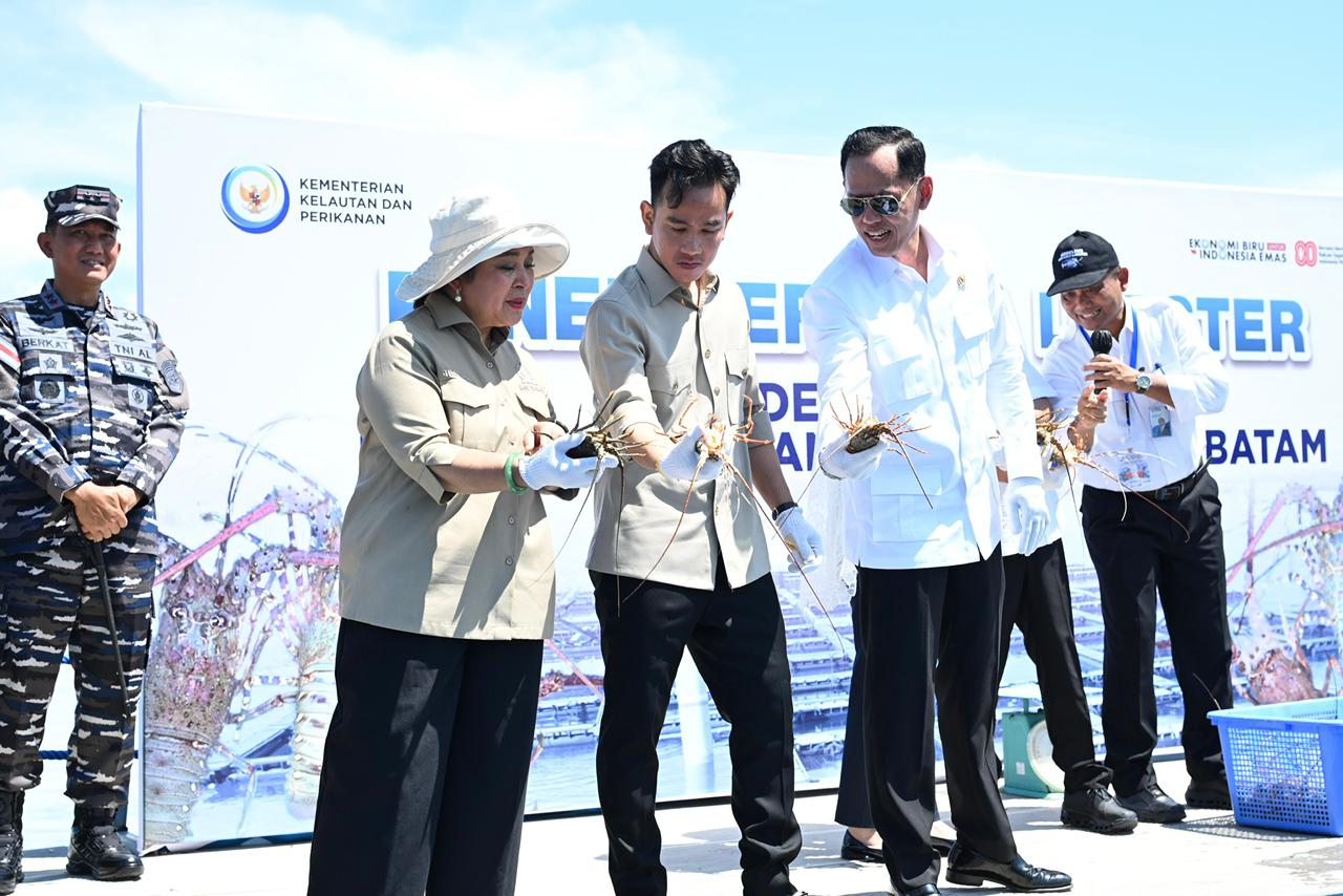 Wapres Gibran Rakabuming Raka (tengah) saat panen perdana  lobster di Batam. (Foto/Setwapres)